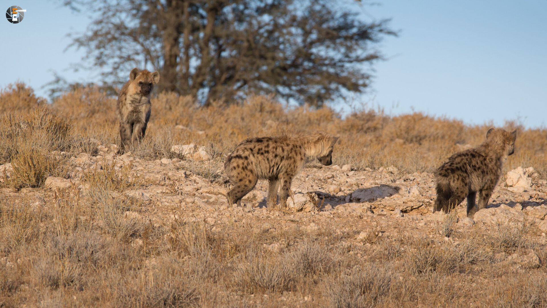 Spotted hyena cubs