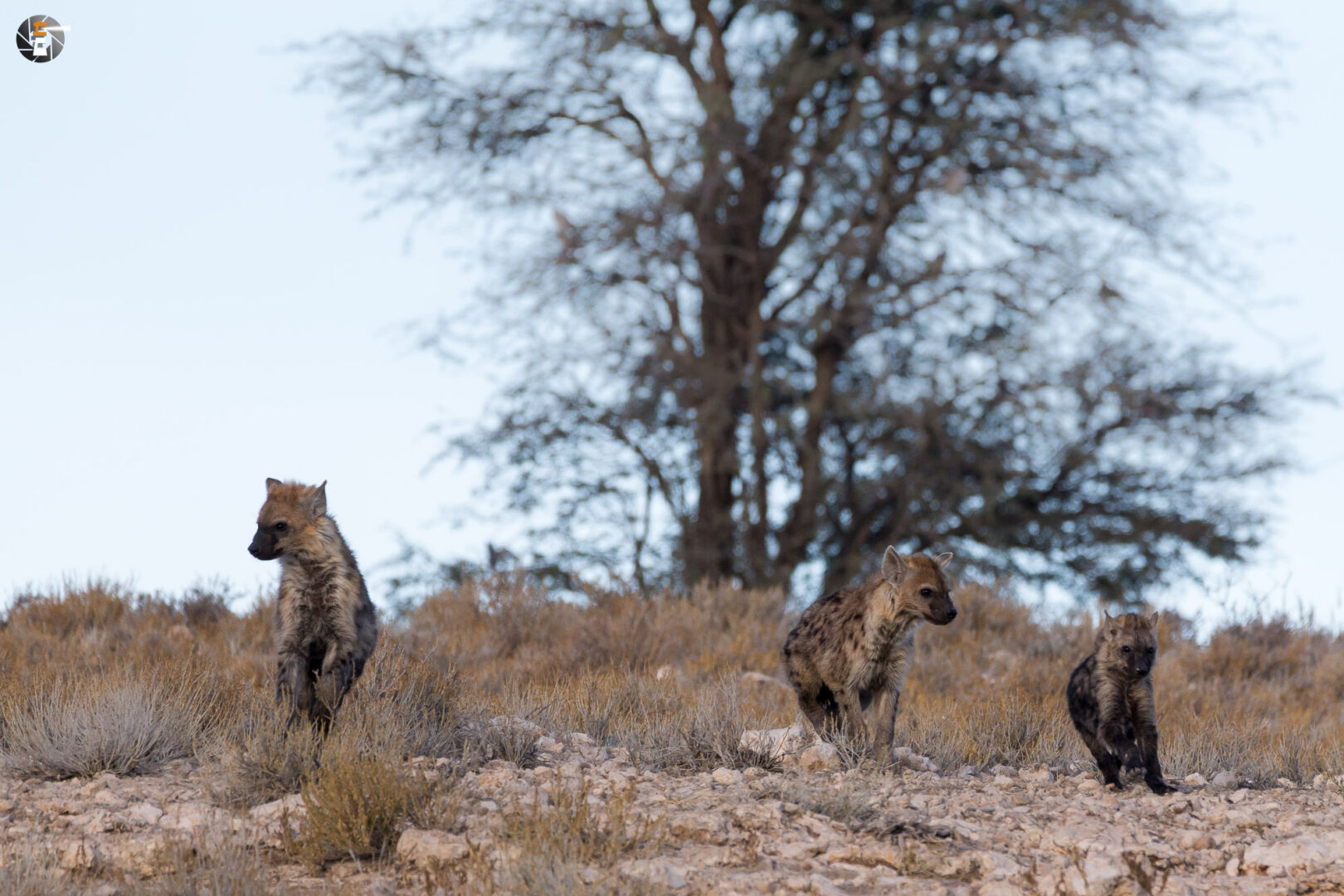 Spotted hyena cubs
