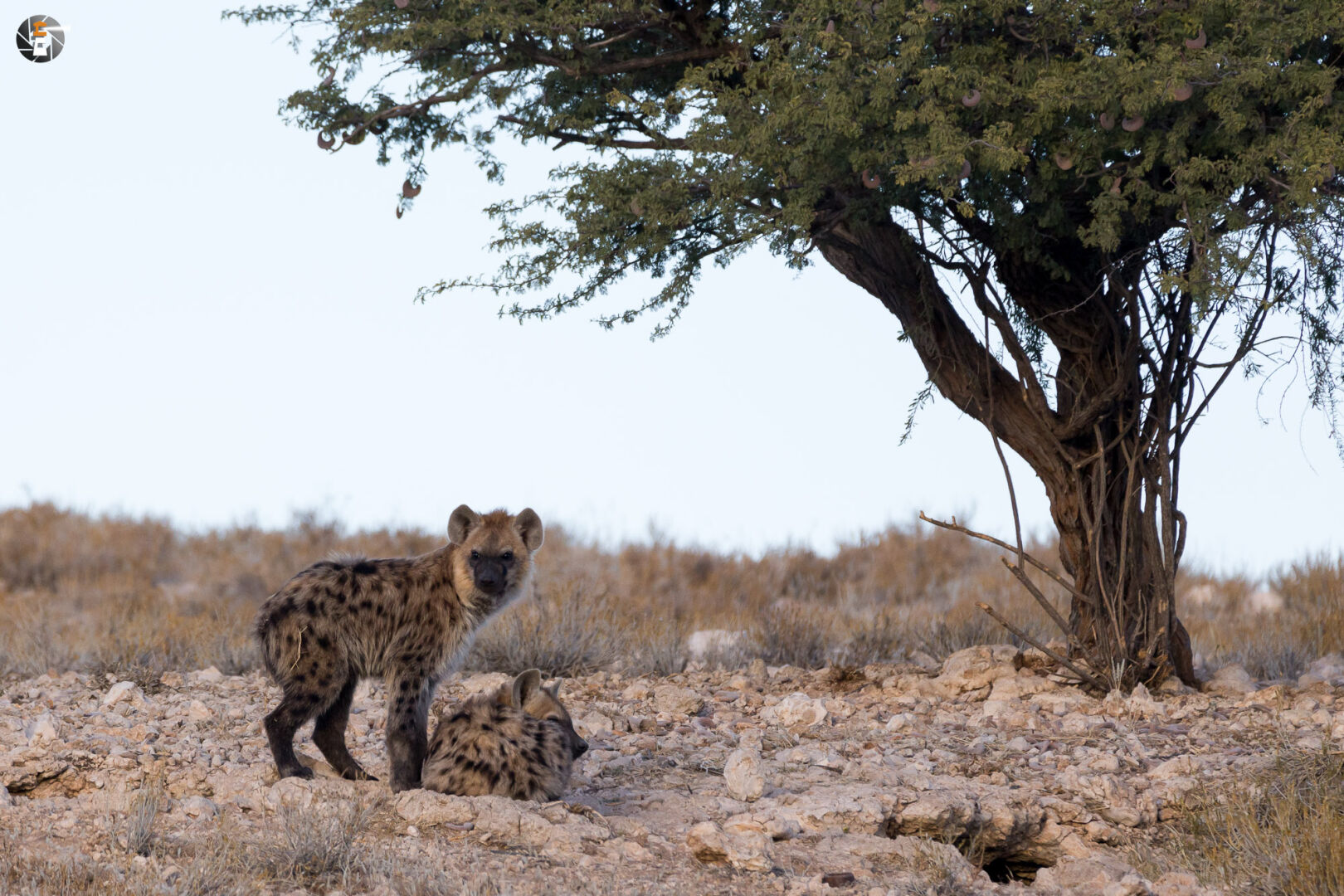 Spotted hyena cubs