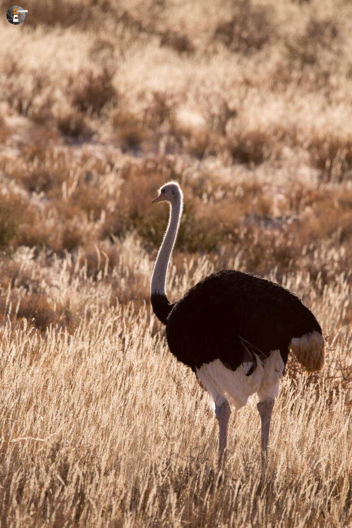 Common Ostrich, male