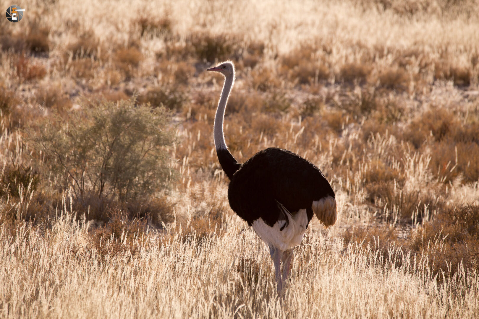 Common Ostrich, male