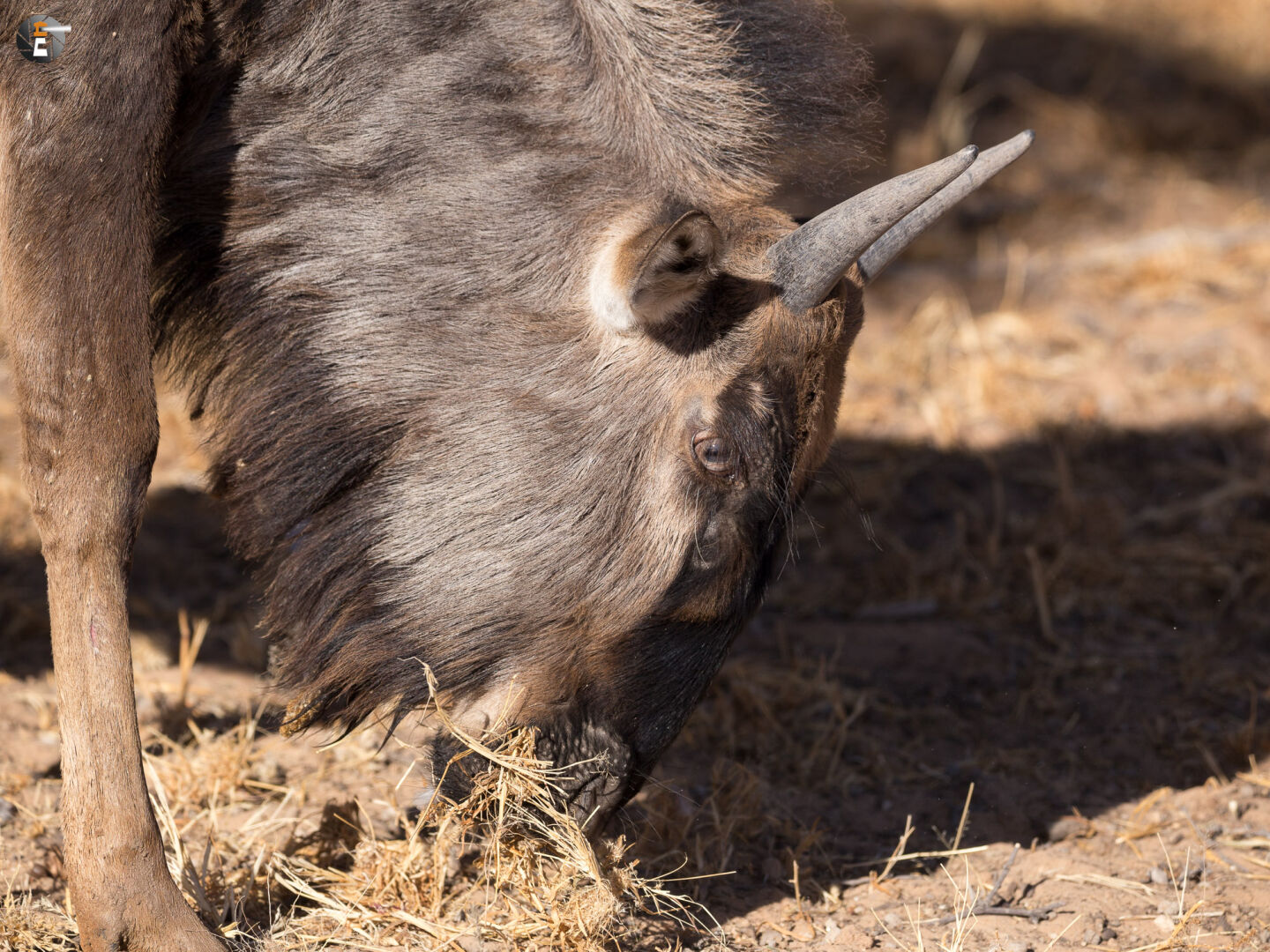 Blue wildebeest close-up