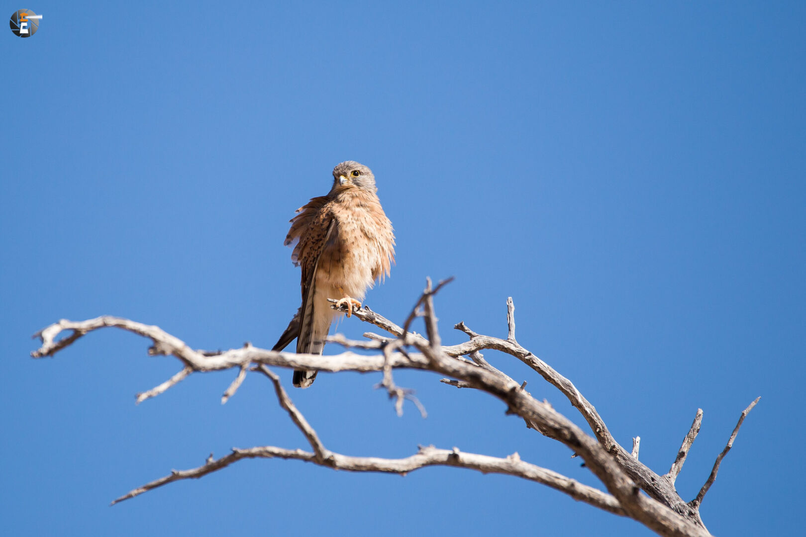 Common kestrel, male