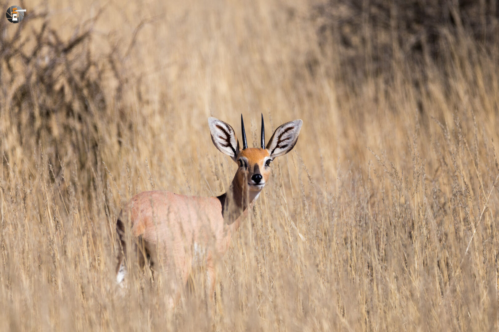 Steenbuck (Raphicerus campestris)