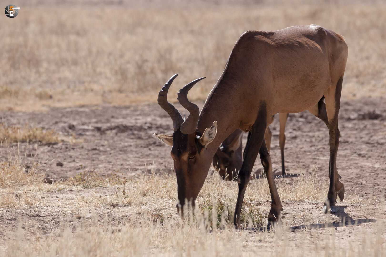 Red hartebeest