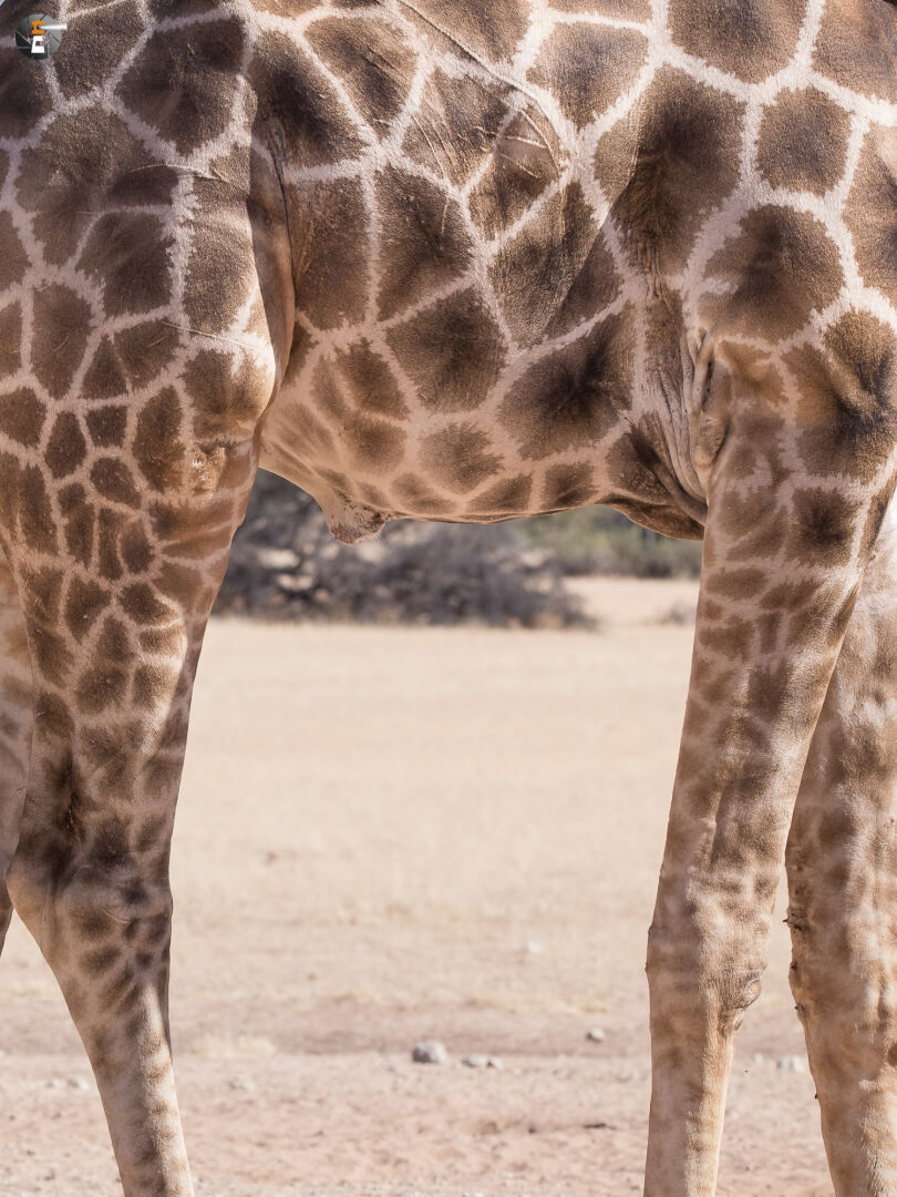 Look through the legs