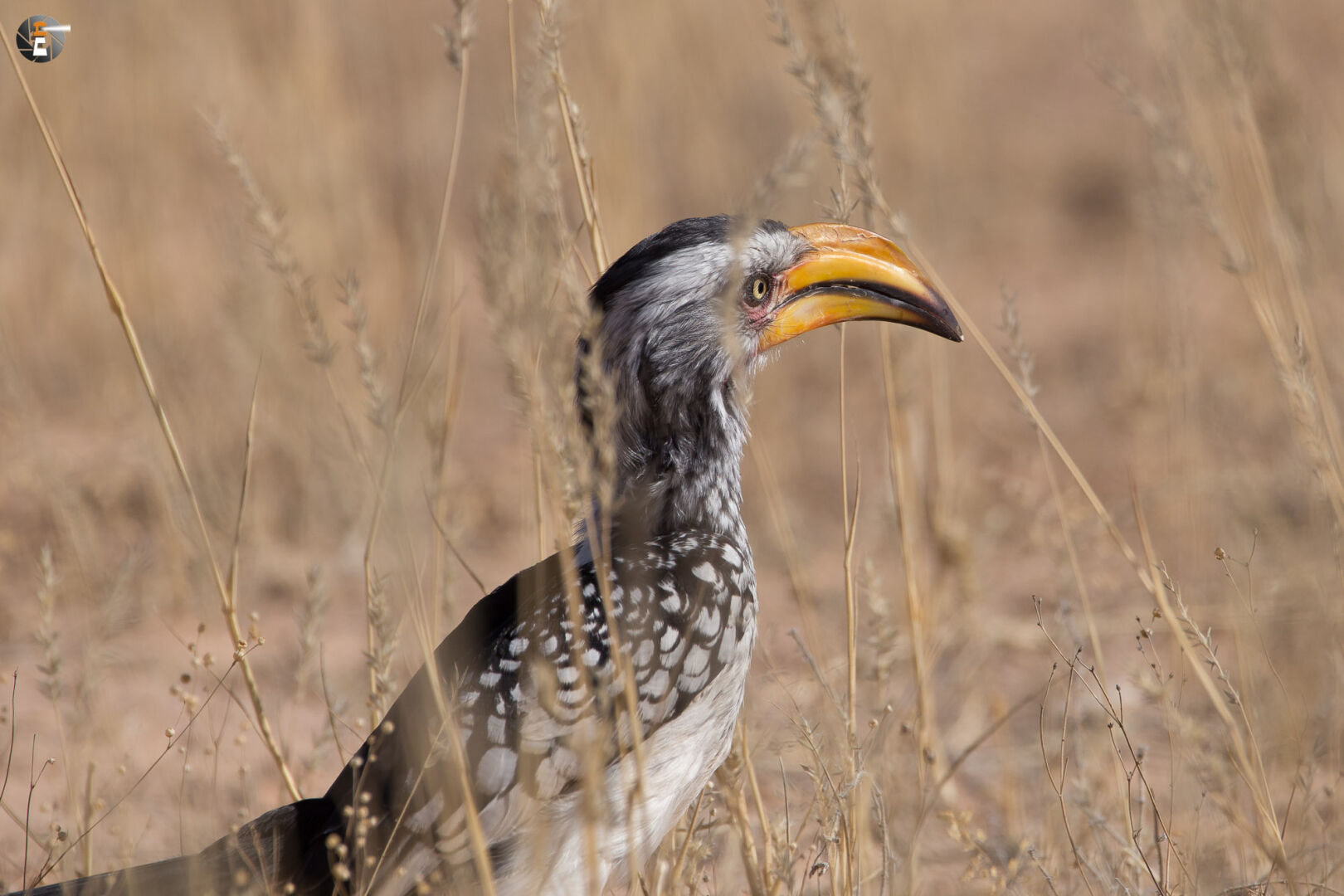 Southern yellow-billed hornbill (Tockus leucomelas)