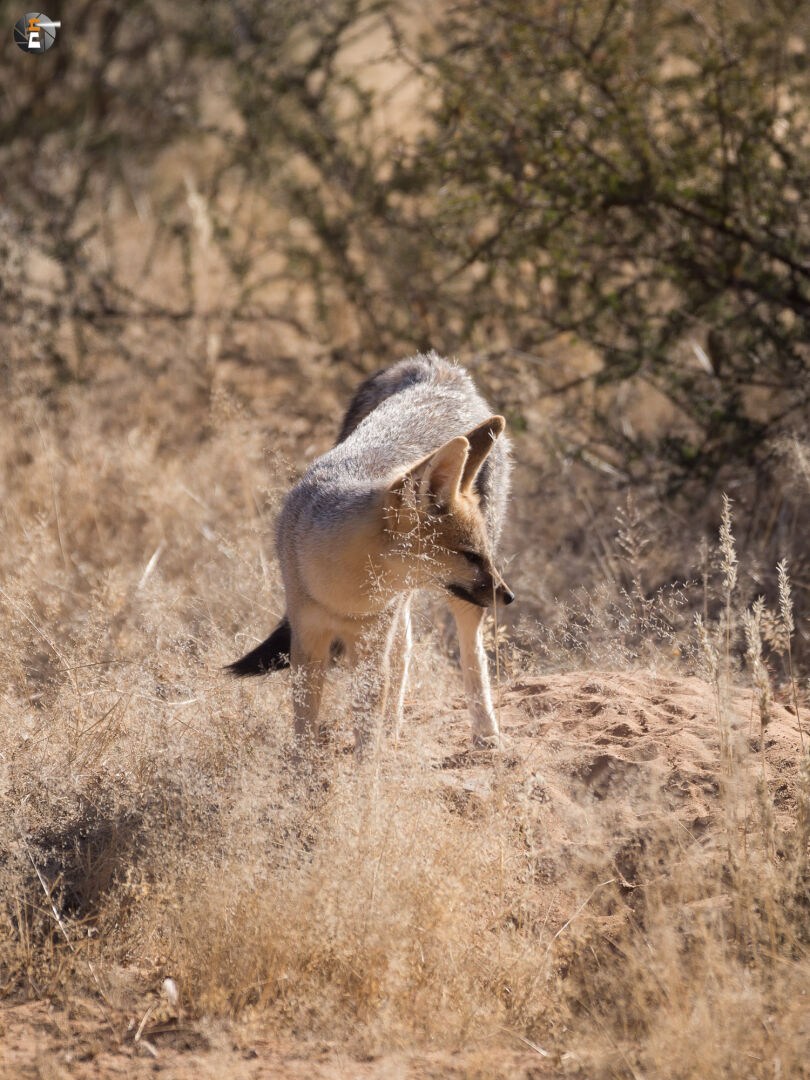 Cape fox  (Vulpes chama)