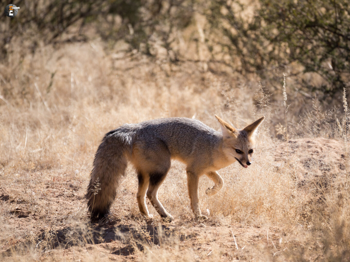 Cape fox  (Vulpes chama)