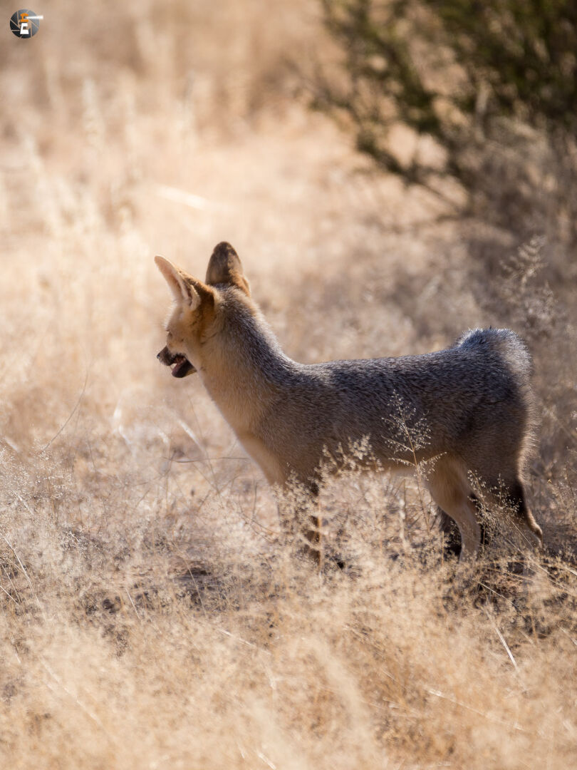 Cape fox  (Vulpes chama)