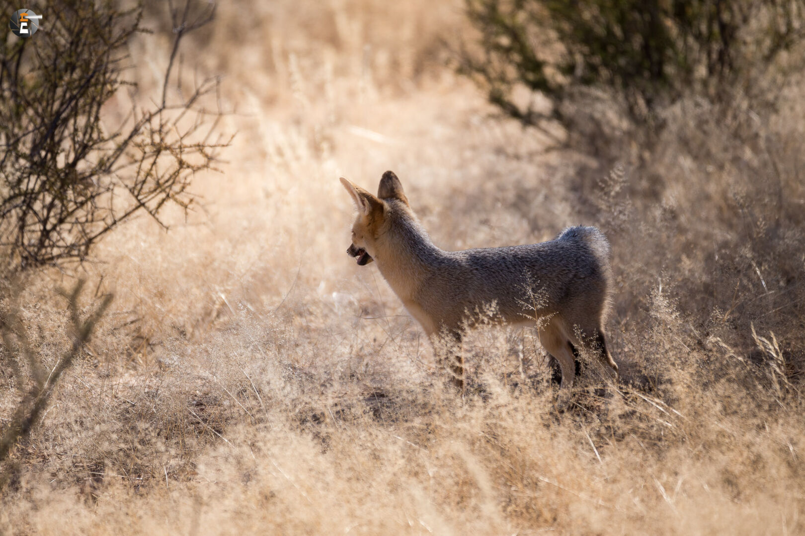 Cape fox  (Vulpes chama)