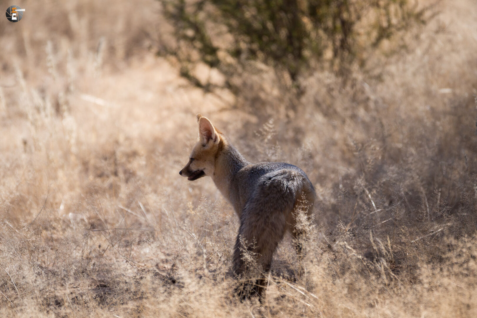 Cape fox  (Vulpes chama)