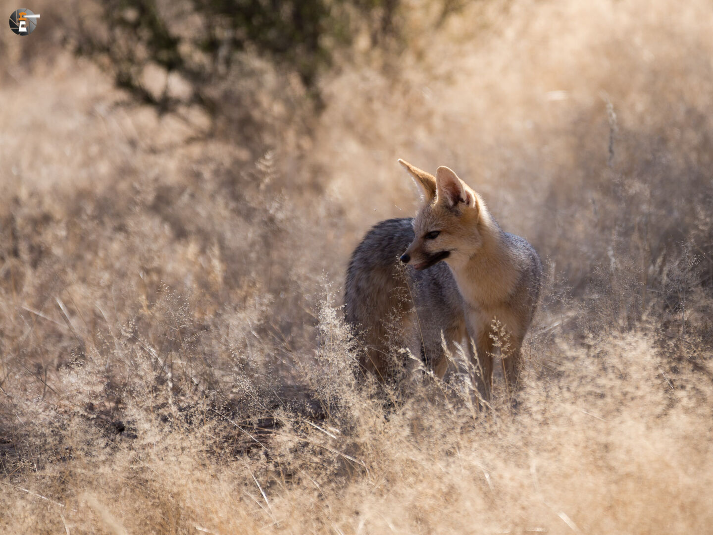 Cape fox  (Vulpes chama)