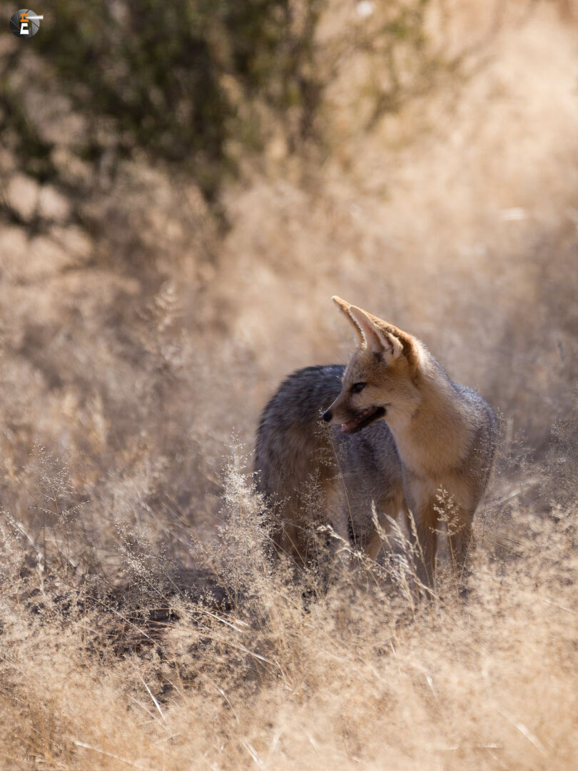 Cape fox  (Vulpes chama)