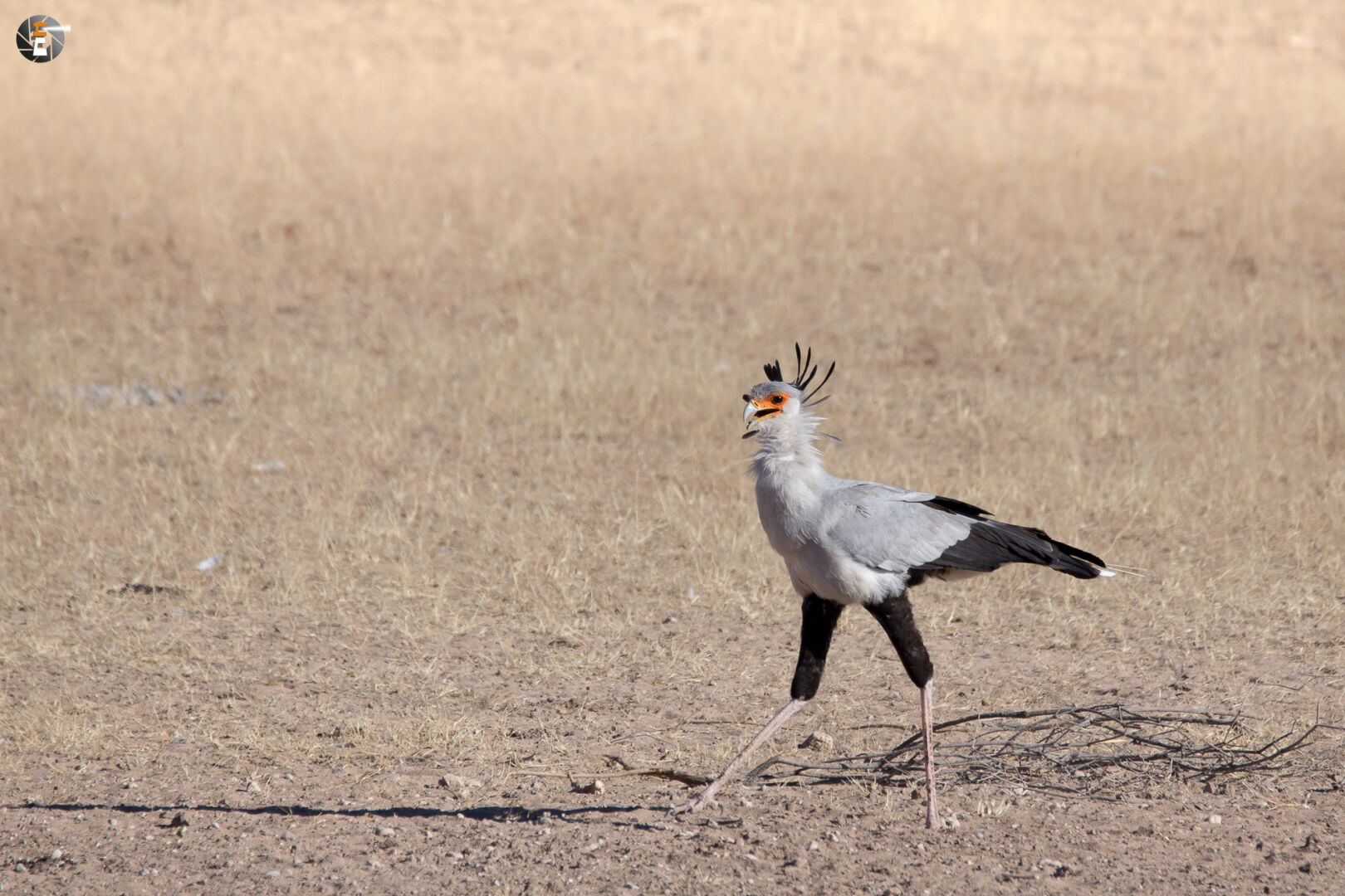 Secretary bird (Sagittarius serpentarius)