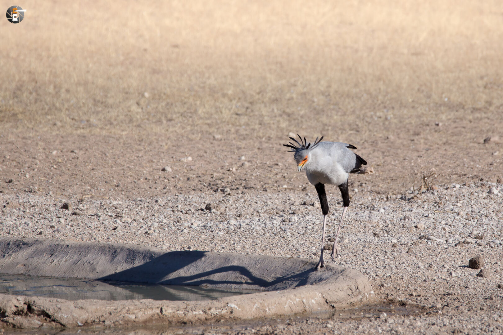 Secretary bird (Sagittarius serpentarius)