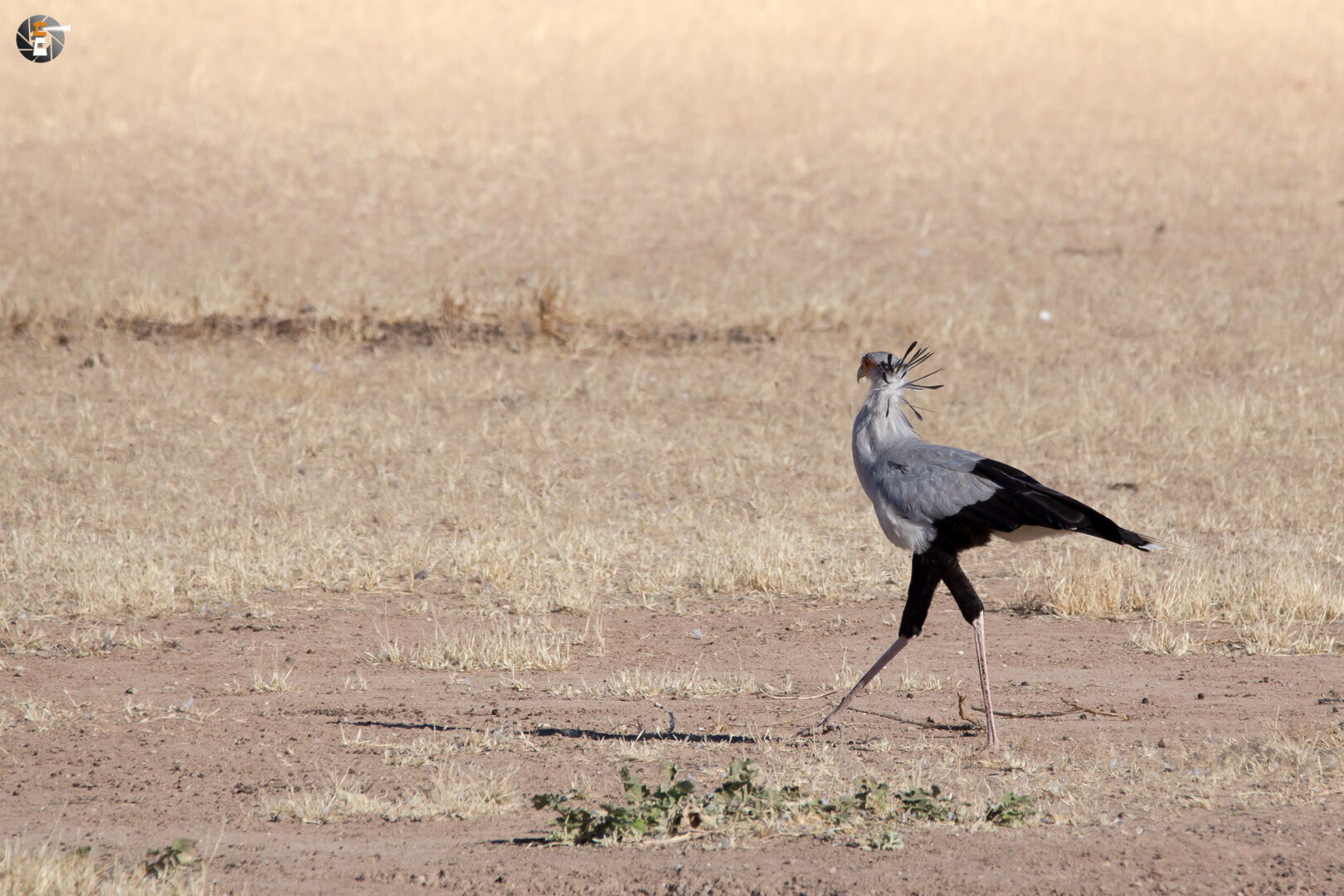 Secretary bird (Sagittarius serpentarius)