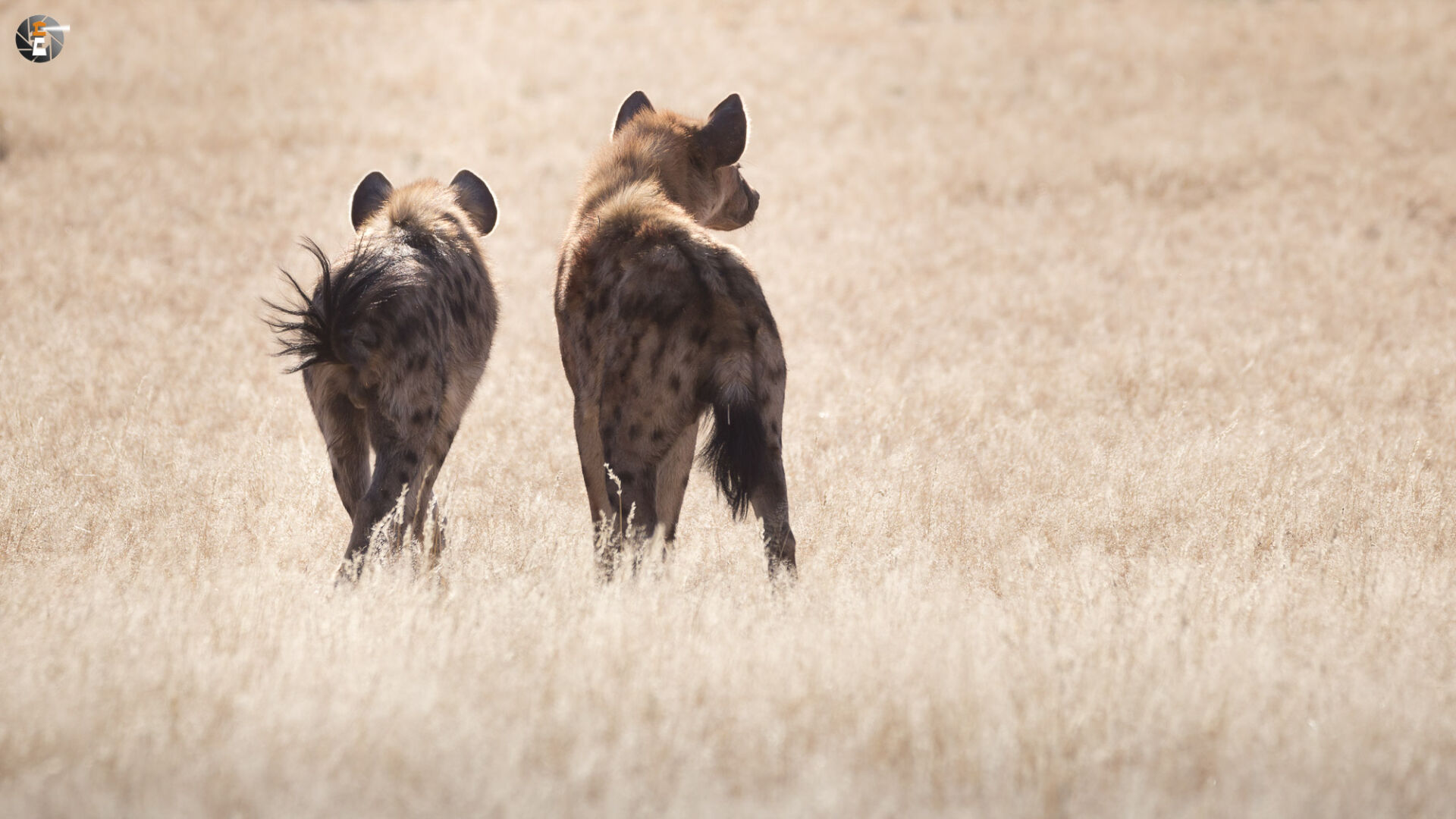 Spotted hyenas