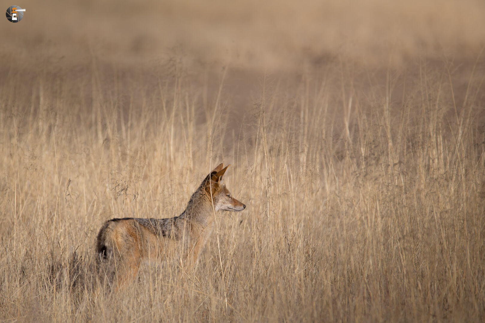 Black-backed jackal (Canis mesomelas)