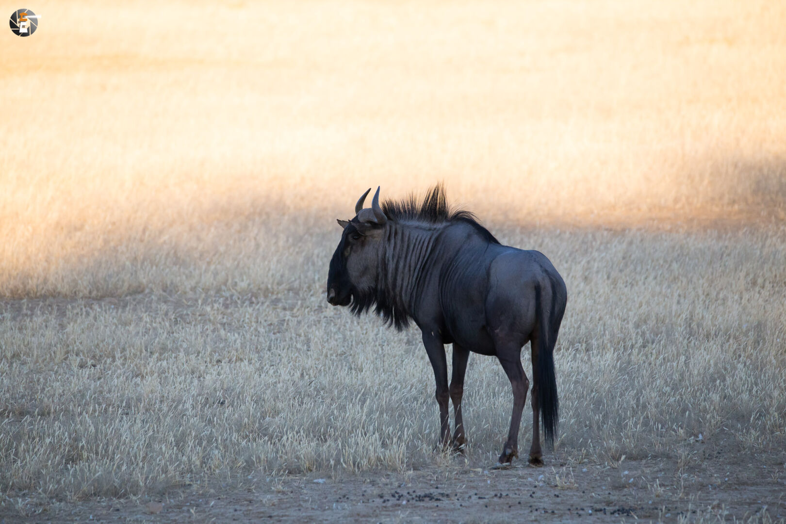 Blue wildebeest