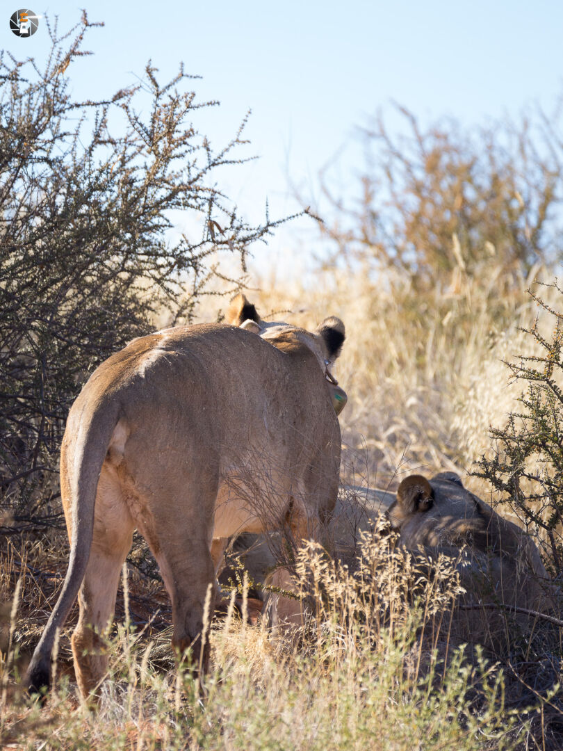 Kalahari Lions