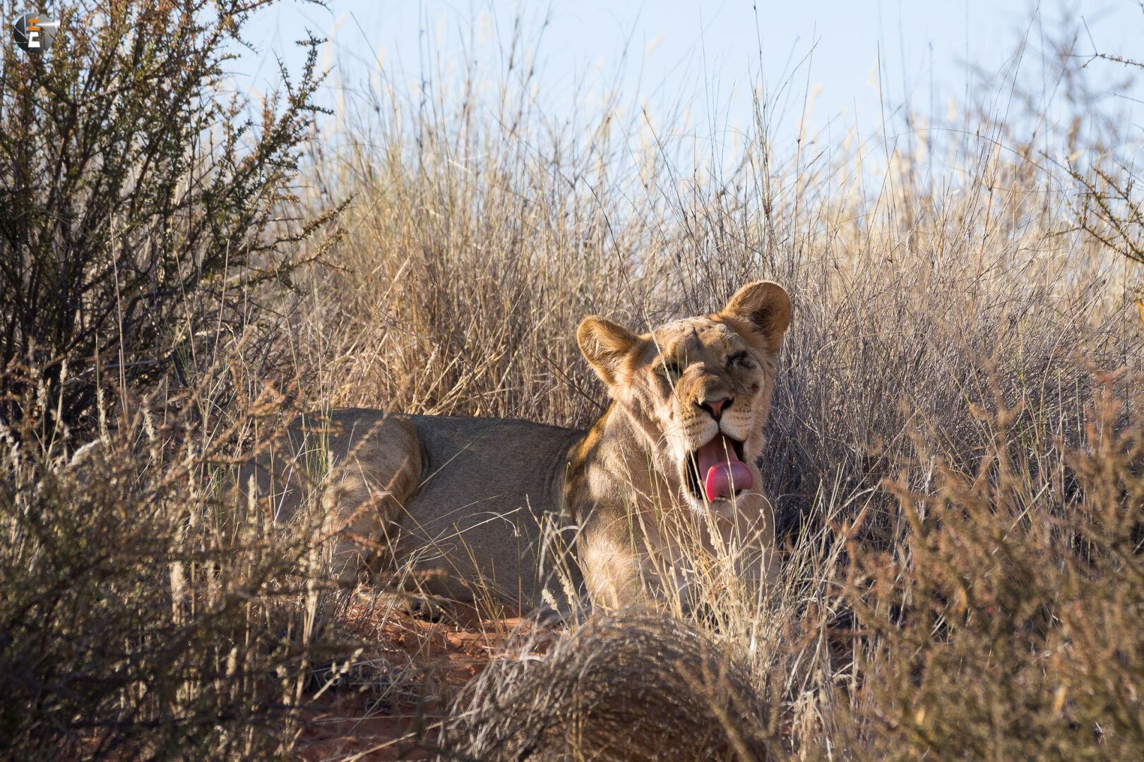 Kalahari Lion (female)