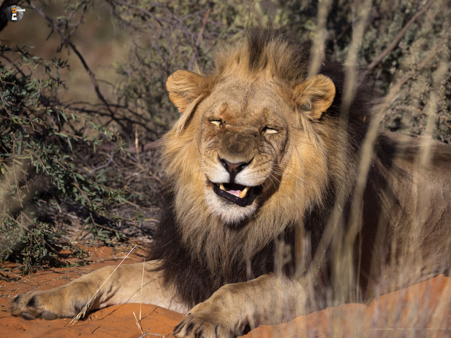 Kalahari Lion