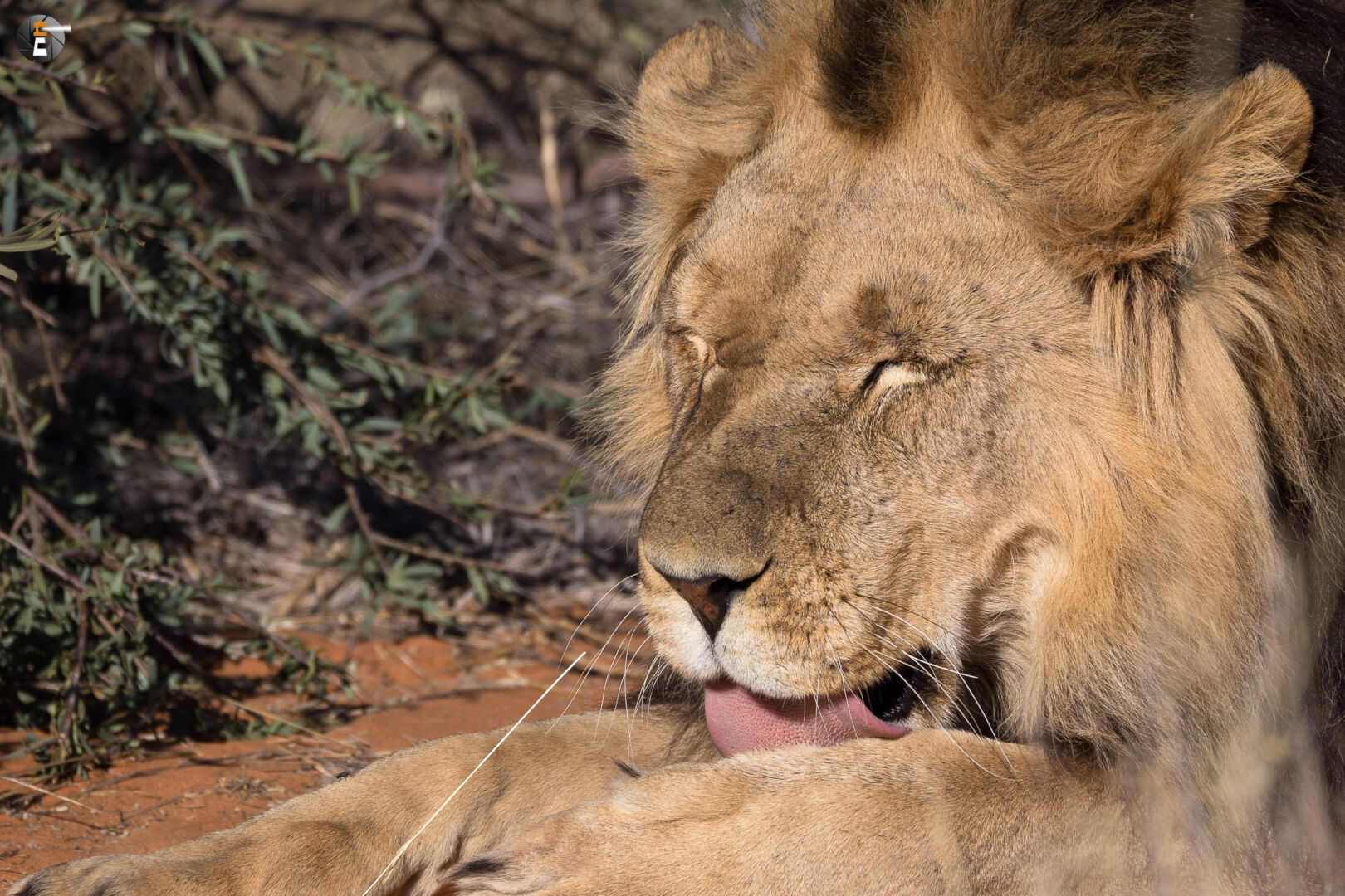 Kalahari Lion