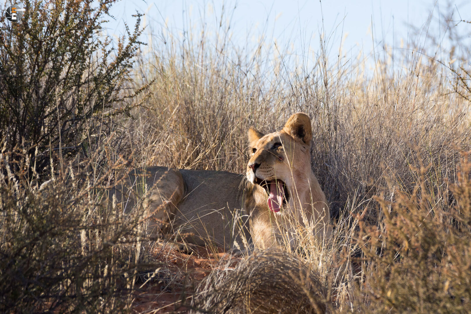 Kalahari Lion (female)