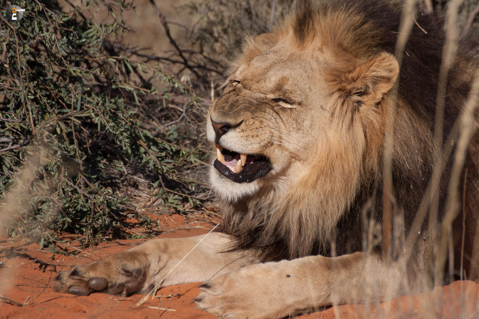 Kalahari Lion