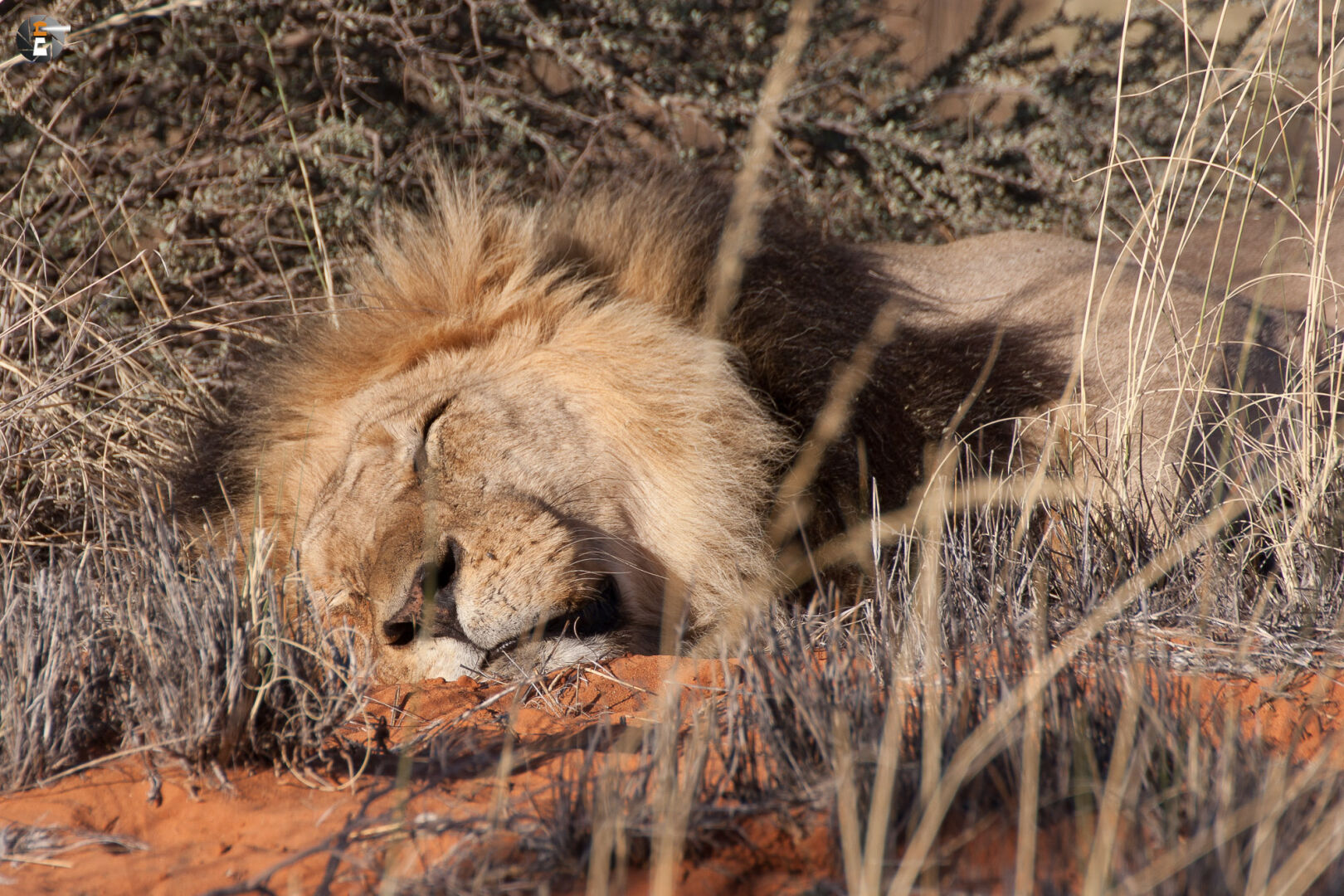 Kalahari Lion