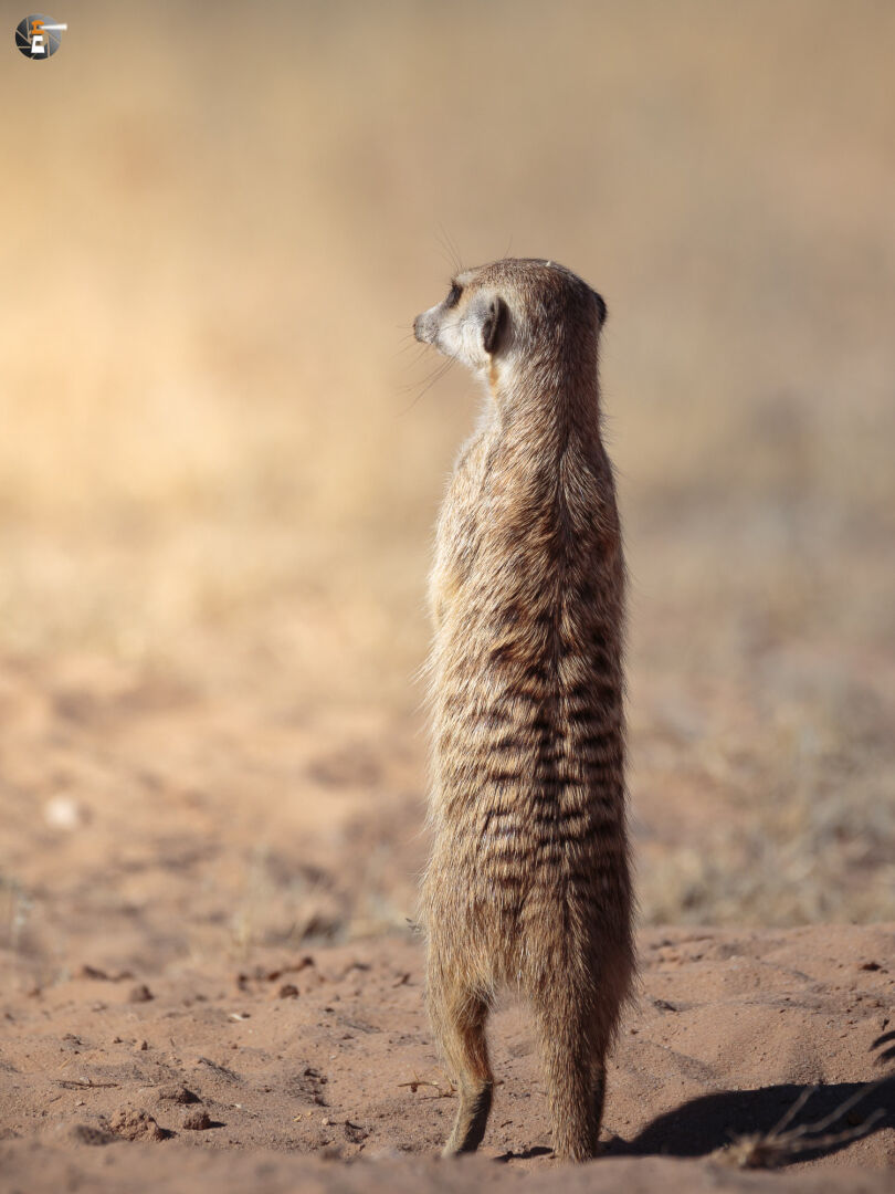 Guardian of the Kgalagadi