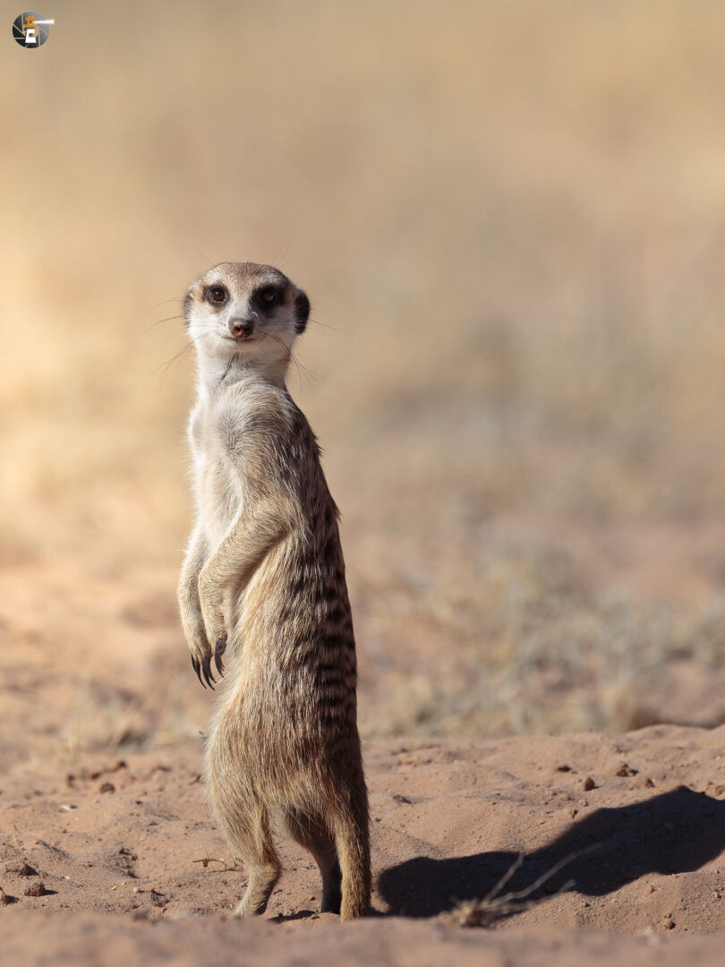 Guardian of the Kgalagadi