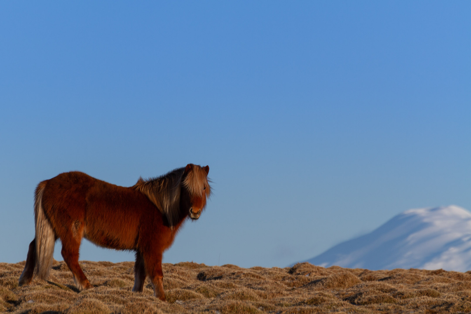 The beauty and the beast