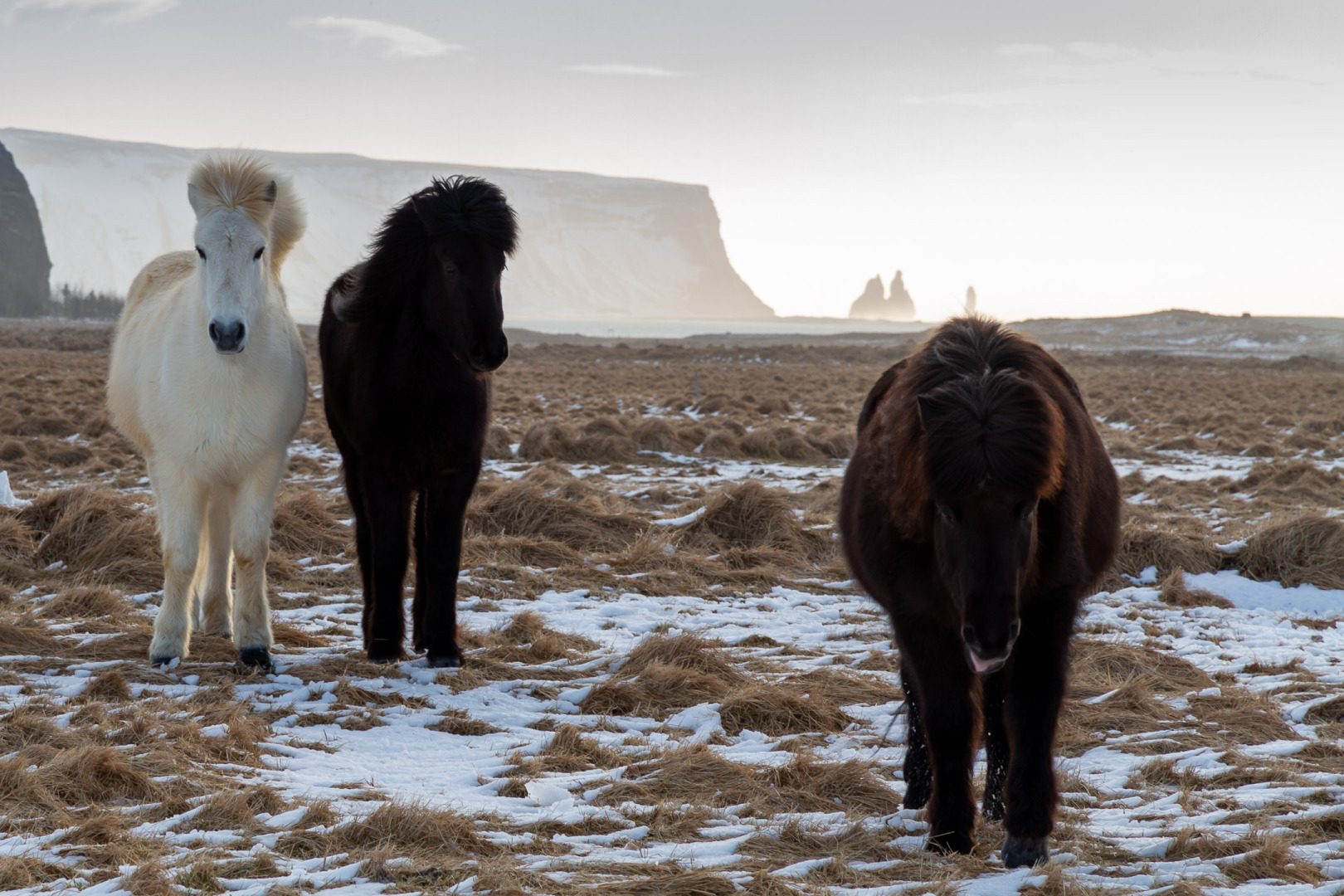 Icelandic Horses