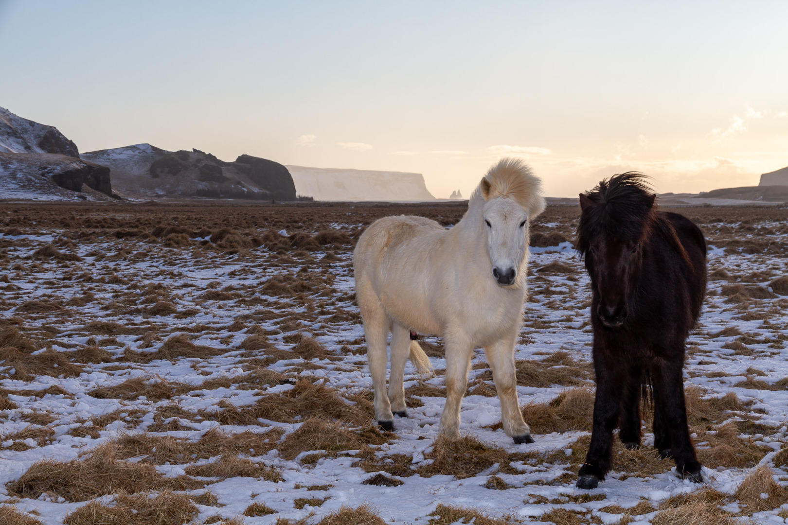 Icelandic Horses