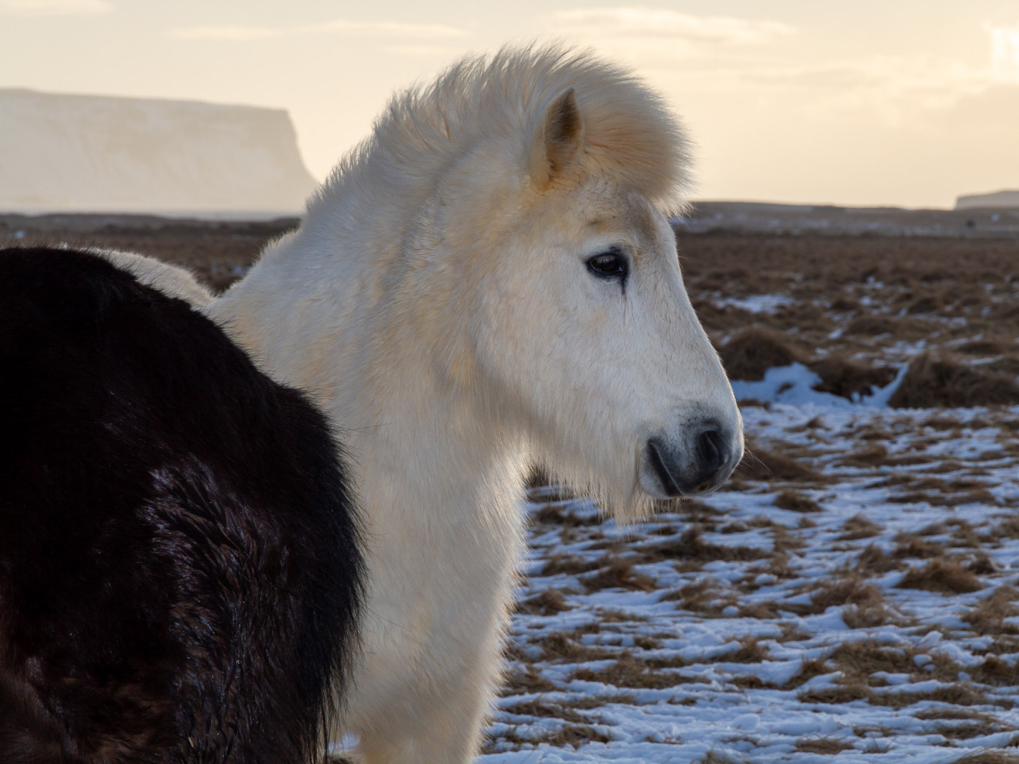 Icelandic Horses