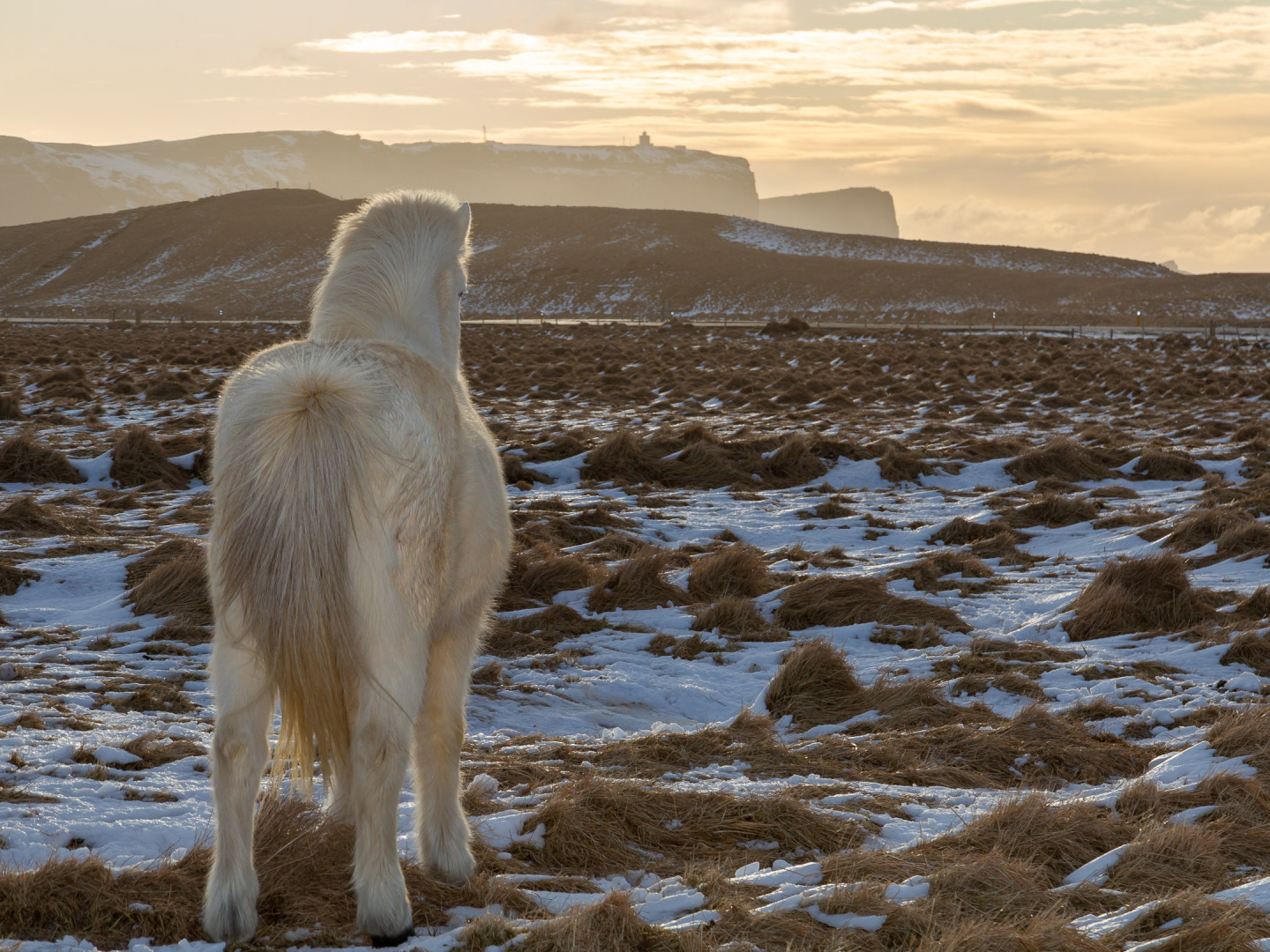 Icelandic Horse