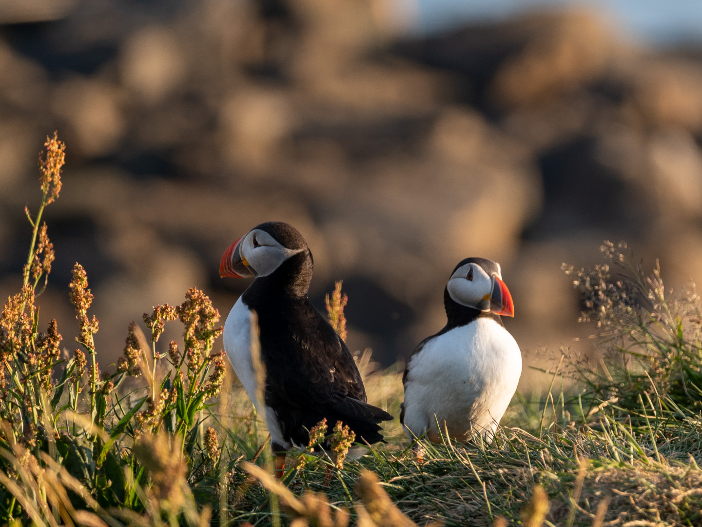 Papageitaucher im Abendlicht