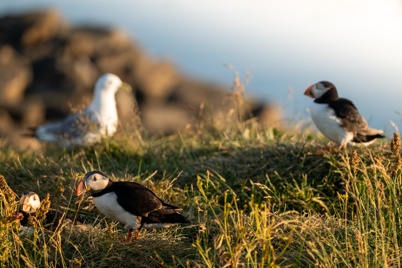 Papageitaucher im Abendlicht