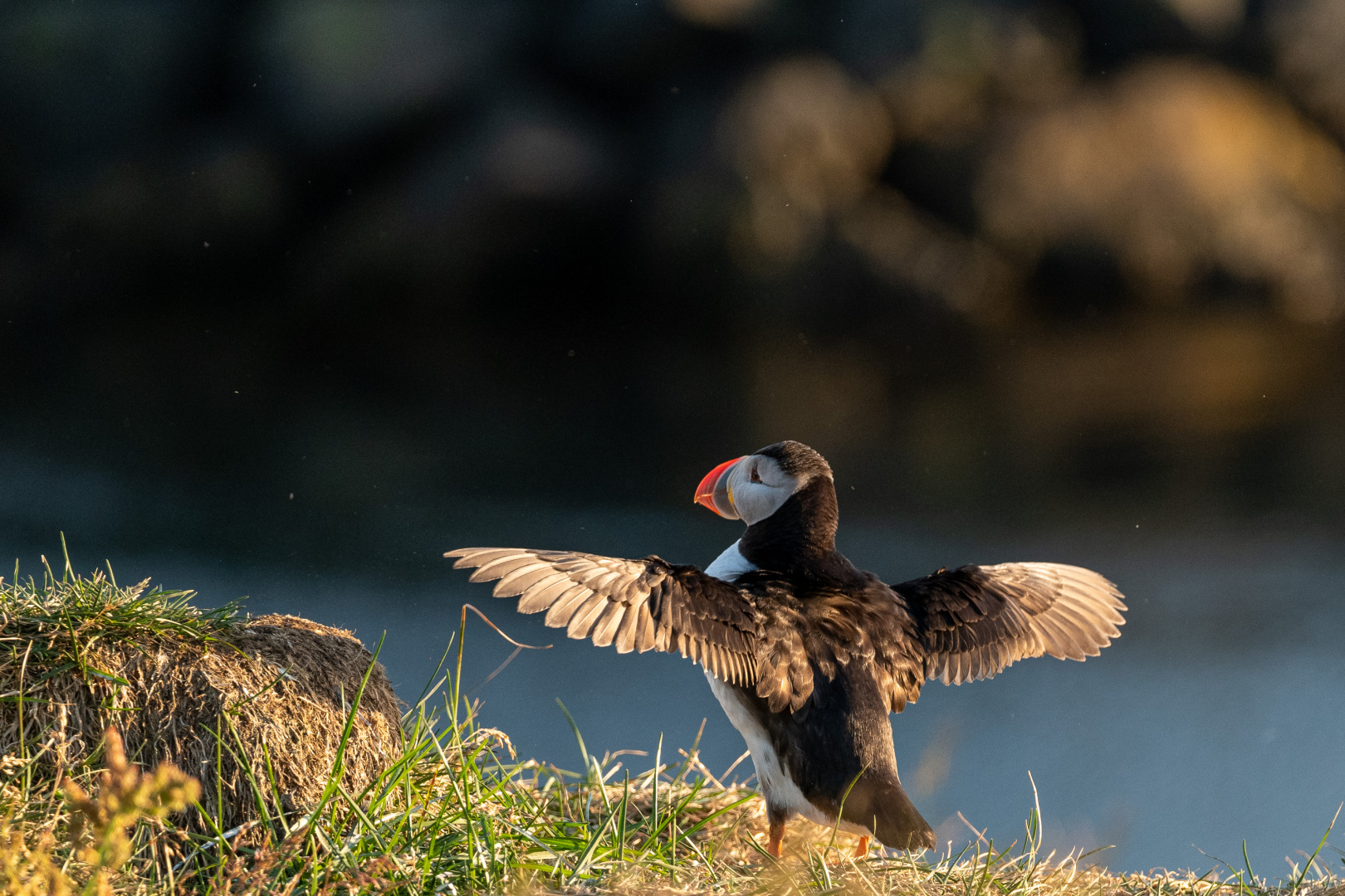 Papageitaucher im Abendlicht
