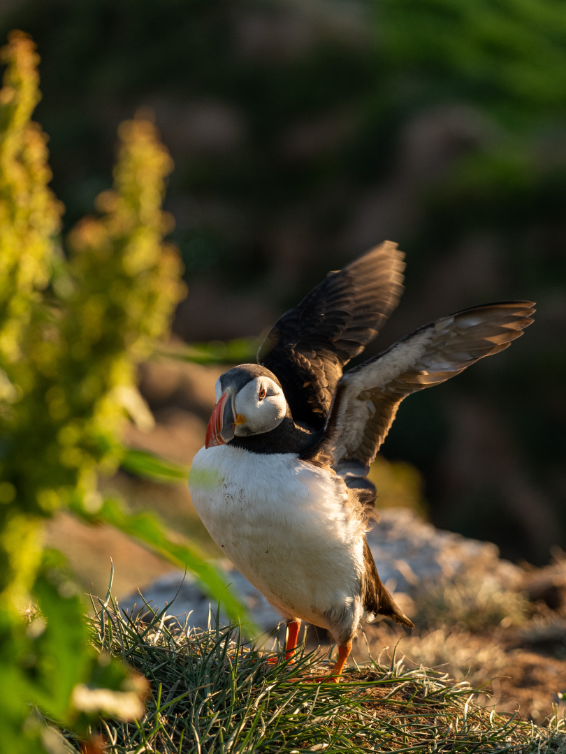 Papageitaucher im Abendlicht