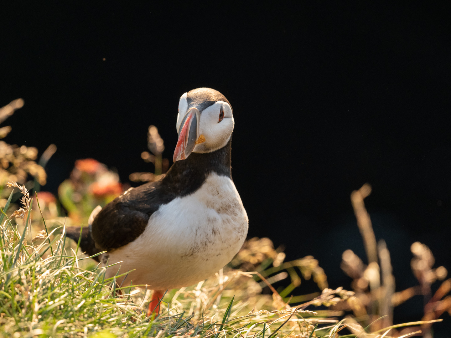 Papageitaucher im Abendlicht