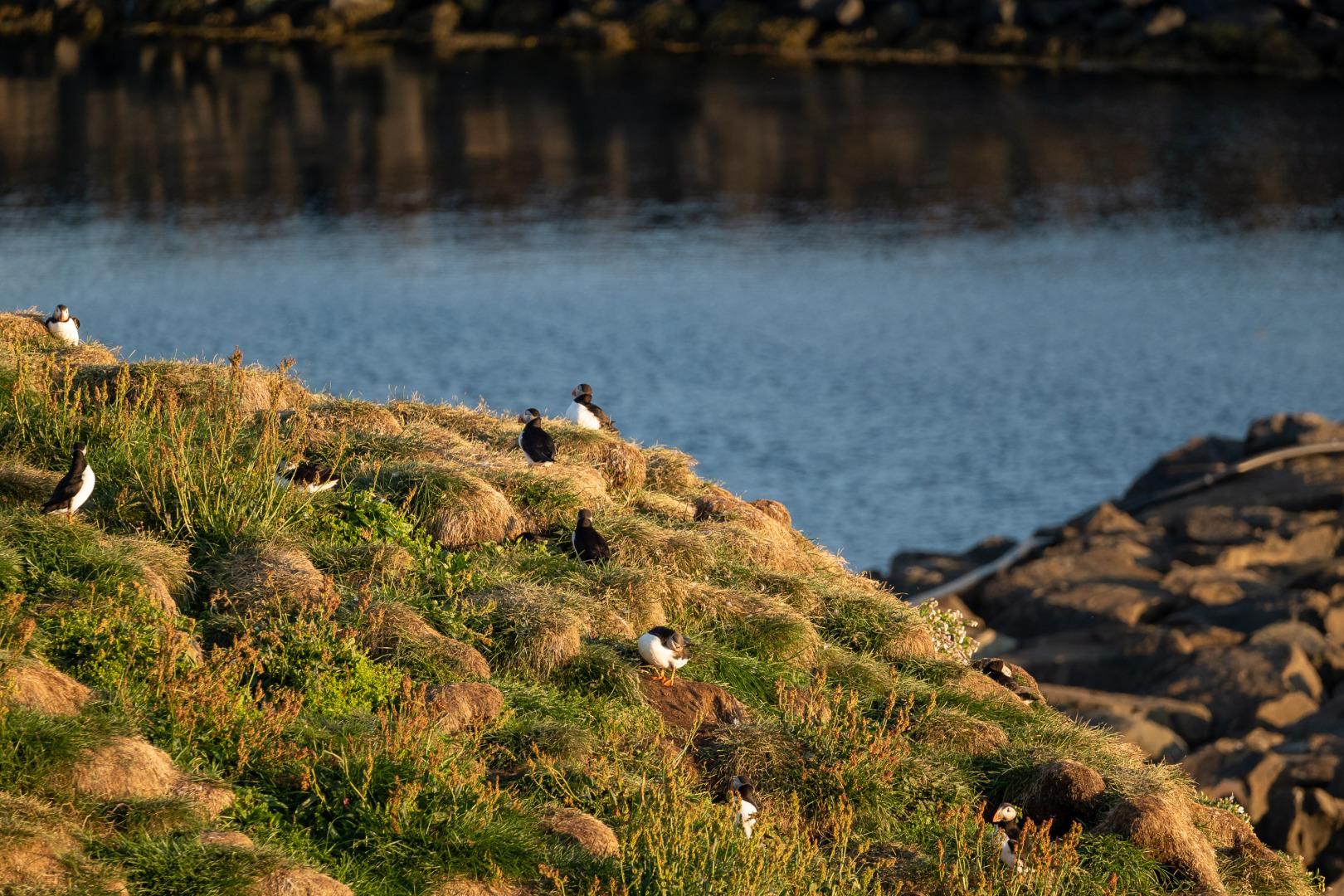 Papageitaucher im Abendlicht