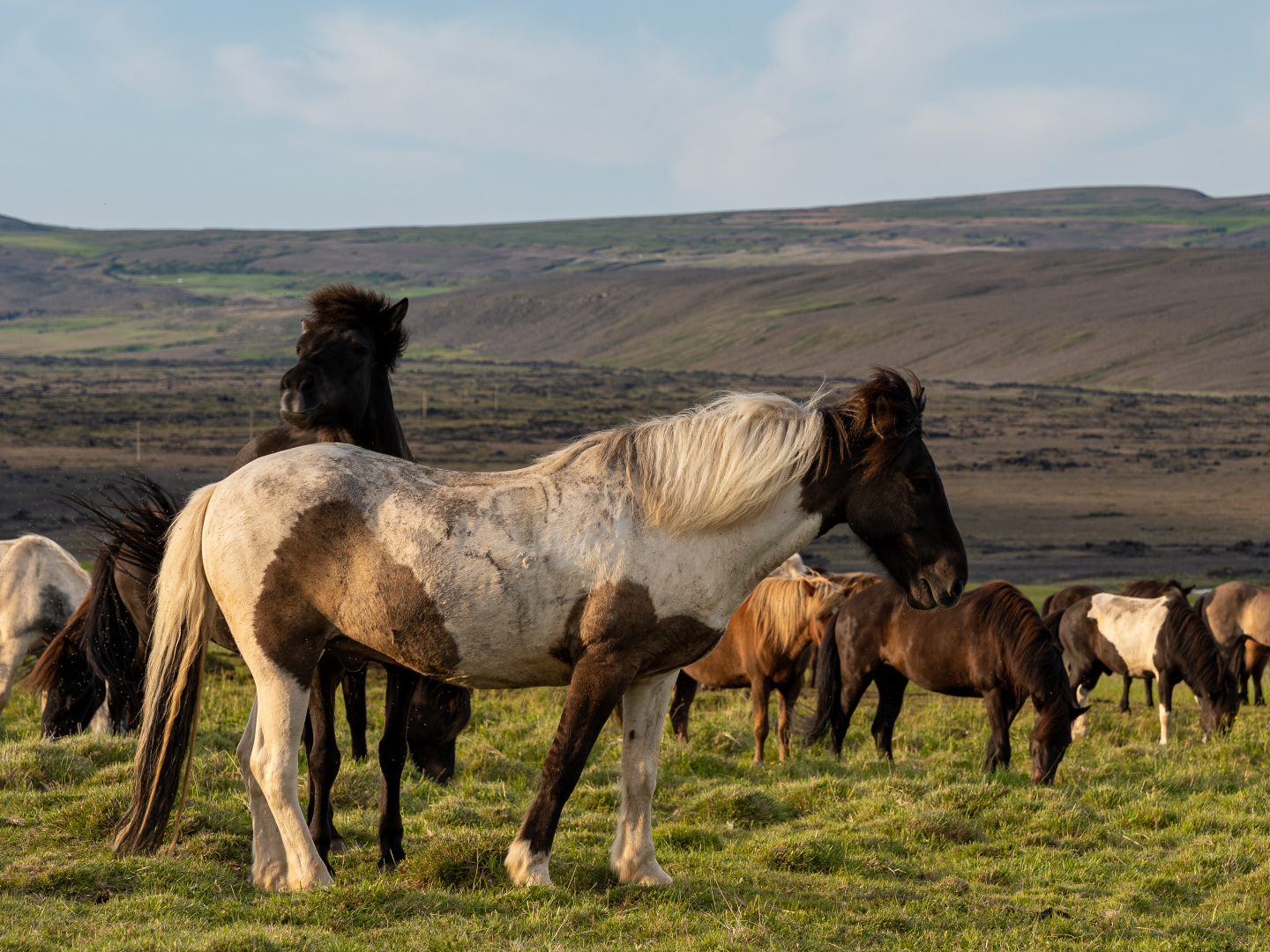 Islandpferde