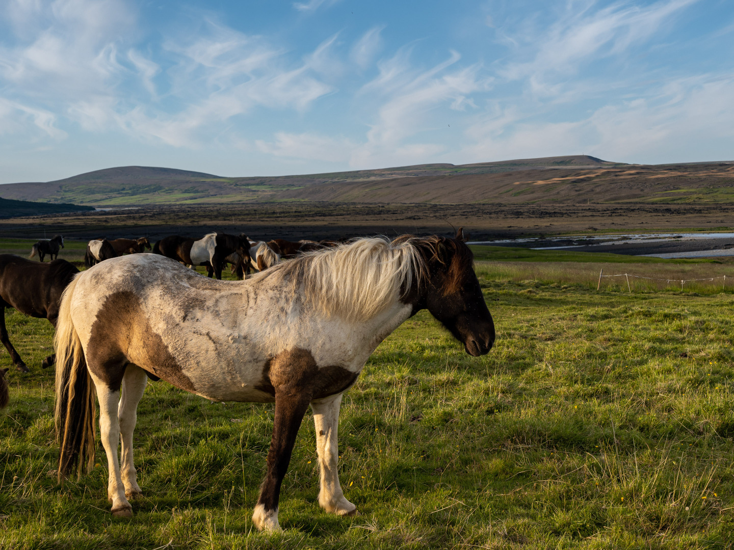 Islandpferde