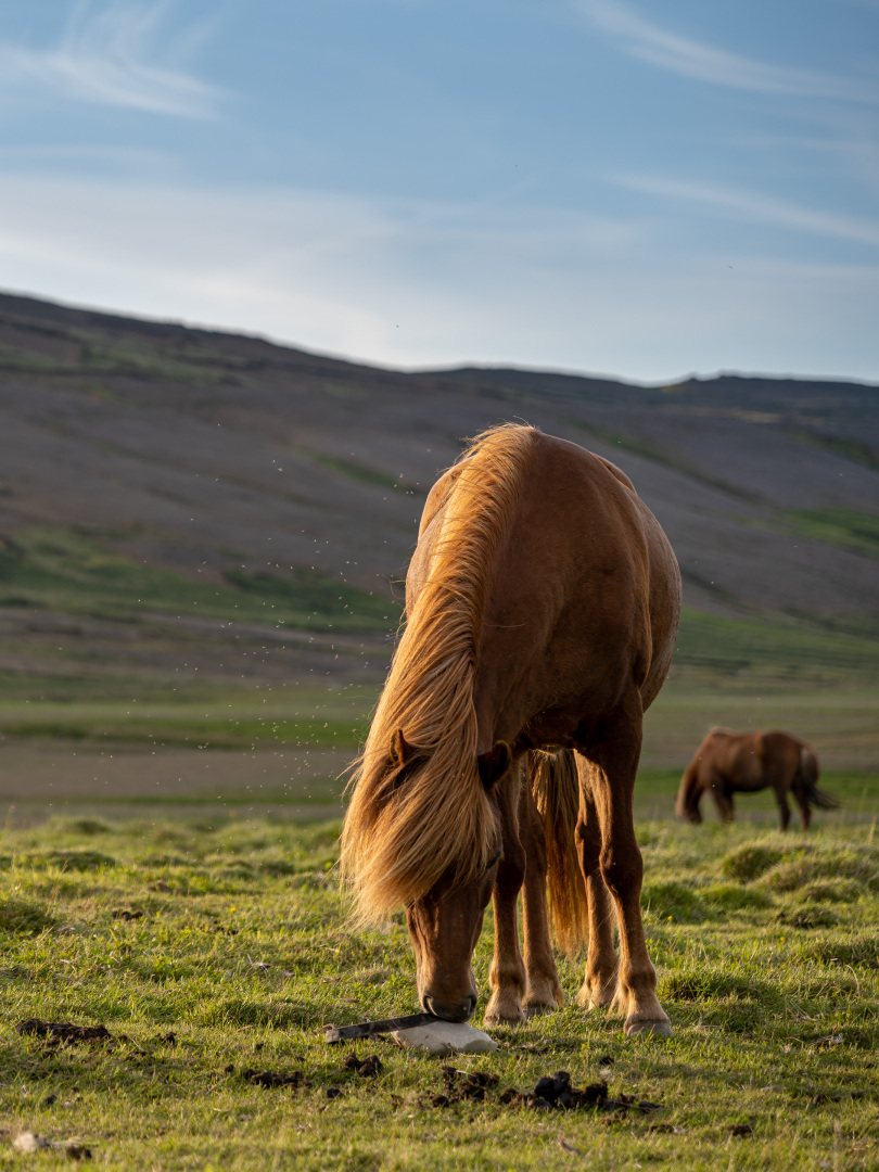 Islandpferde