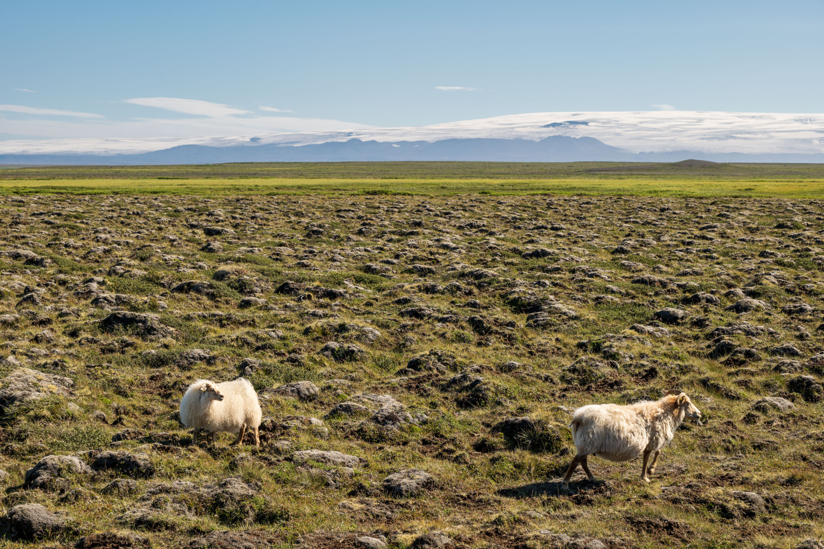 Ensemble aus Schafen und Gletscher
