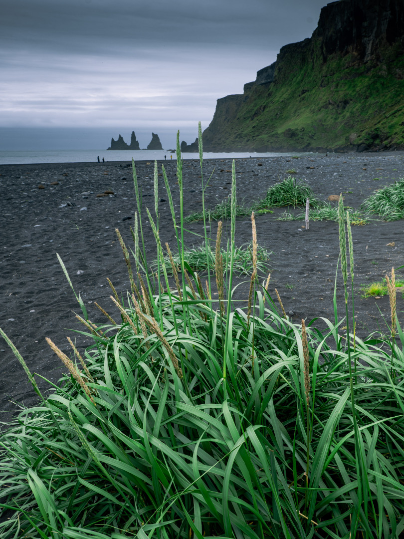 An der Reynisfjara, im Hintergrund die Reynisdrangar