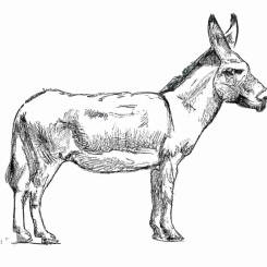 Alfons Maria Mucha – 26